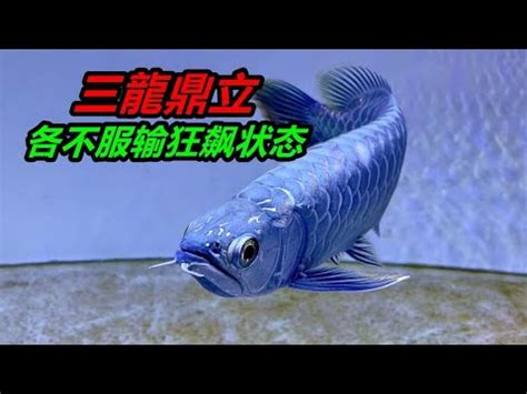 龍魚打架